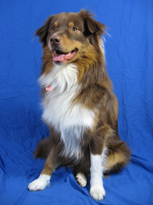 $image.Gallery.title: 