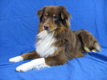 $image.Gallery.title: 