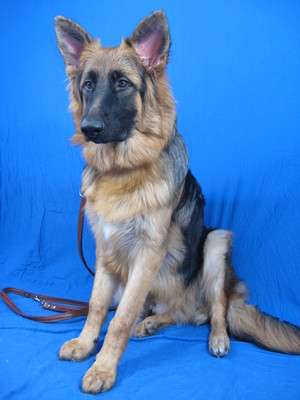 $image.Gallery.title: 