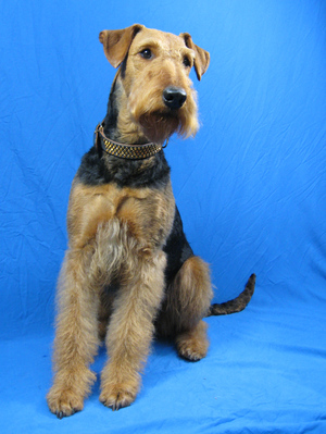 $image.Gallery.title: 