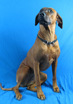 $image.Gallery.title: 