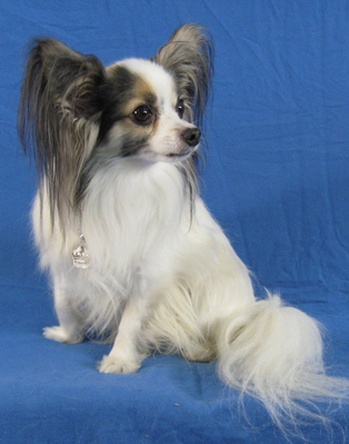 $image.Gallery.title: 