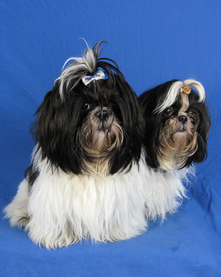 $image.Gallery.title: 