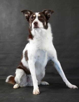 $image.Gallery.title: 