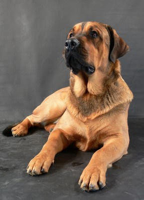 $image.Gallery.title: 