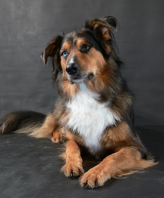 $image.Gallery.title: 