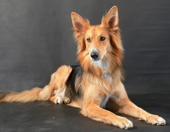 $image.Gallery.title: 