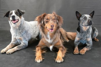 $image.Gallery.title: 