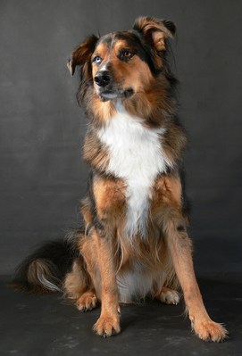 $image.Gallery.title: 