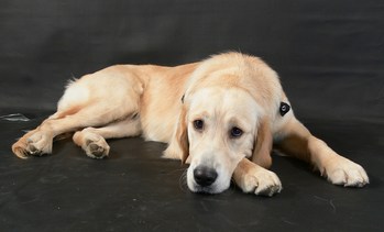 $image.Gallery.title: 