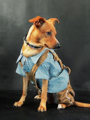 $image.Gallery.title: 