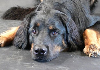 $image.Gallery.title: 