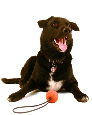 $image.Gallery.title: 