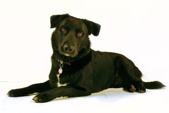 $image.Gallery.title: 