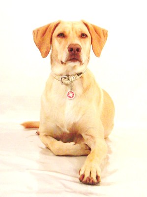 $image.Gallery.title: 