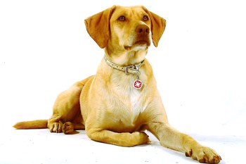 $image.Gallery.title: 