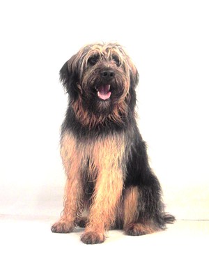 $image.Gallery.title: 