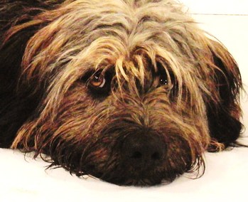 $image.Gallery.title: 