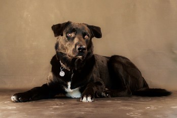 $image.Gallery.title: 