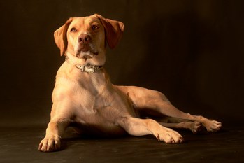 $image.Gallery.title: 