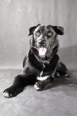 $image.Gallery.title: 