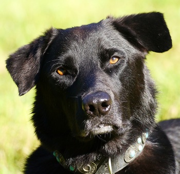 $image.Gallery.title: Mein R&uuml;de Franjo