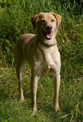 $image.Gallery.title: Meine H&uuml;ndin Sindy
