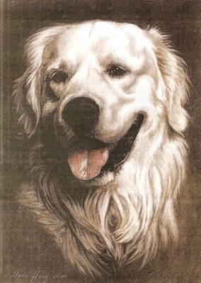Hunde: Hundeportrait: Golden Retriever
