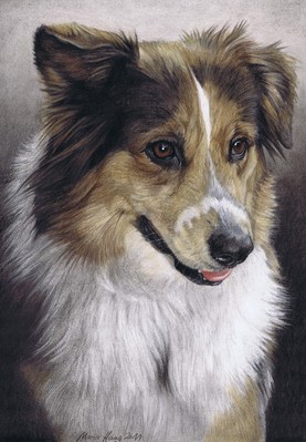 Hunde: Hundeportrait: Collie-Mischling
