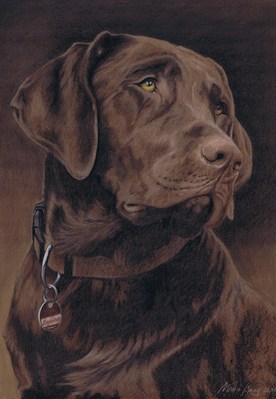 Hunde: Hundeportrait: Labrador