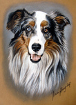$page.level.title: Hundeportrait: Australian Shepherd