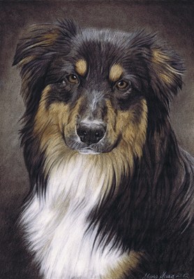 Hunde: Hundeportrait: Australien Sheperd