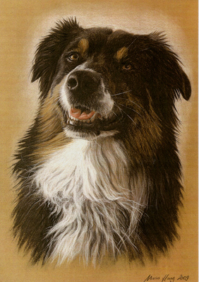 Hunde: Hundeportrait: Australien Shepherd