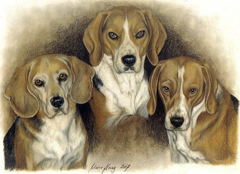 Hunde: Hundeportrait: Beagles