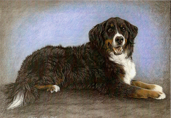 Hunde: Hundeportrait: Bernersennen 