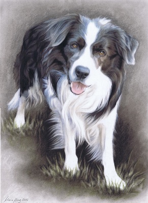 Hunde: Hundeportrait: Border Collie