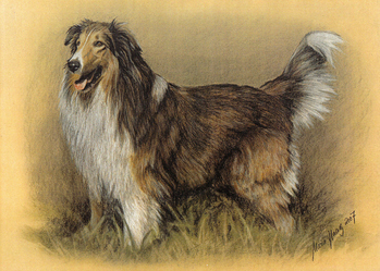 Hunde: Hundeportrait: Collie 