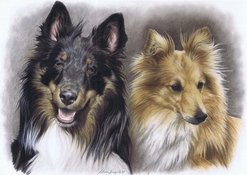 Hunde: Hundeportrait: Collie und Shelty