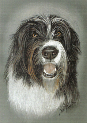 Hunde: Hundeportrait: Collie-Mischling