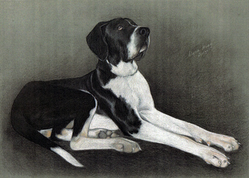 Hunde: Hundeportrait: Deutsche Dogge 