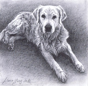 Hunde: Hundeportrait: Golden Retriever Jimmy