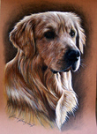 $page.level.title: Hundeportrait: Golden Retriever