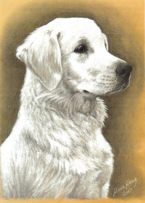 Hunde: Hundeportrait: Golden Retriever 