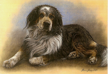 Hunde: Hundeportrait: Bernersennen-Mischling