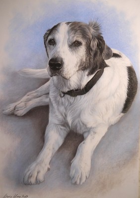 Hunde: Hundeportrait: Anka