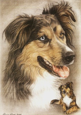 Hunde: Hundeportrait: Australien Shepherd