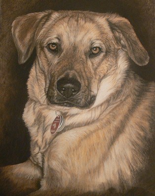 Hunde: Hundeportrait: Mischlingsh&uuml;ndin  Bella