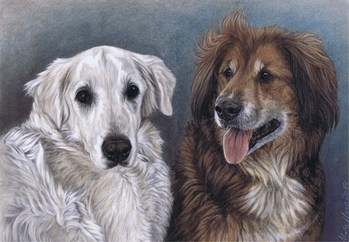 Hunde: Hundeportrait: Benny & Laica