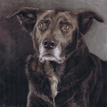 Hunde: Hundeportrait: Mischlingsr&uuml;de Bobby