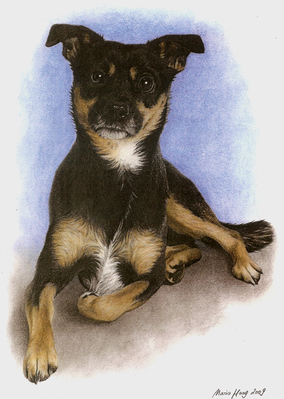 Hunde: Hundeportrait: Mischling